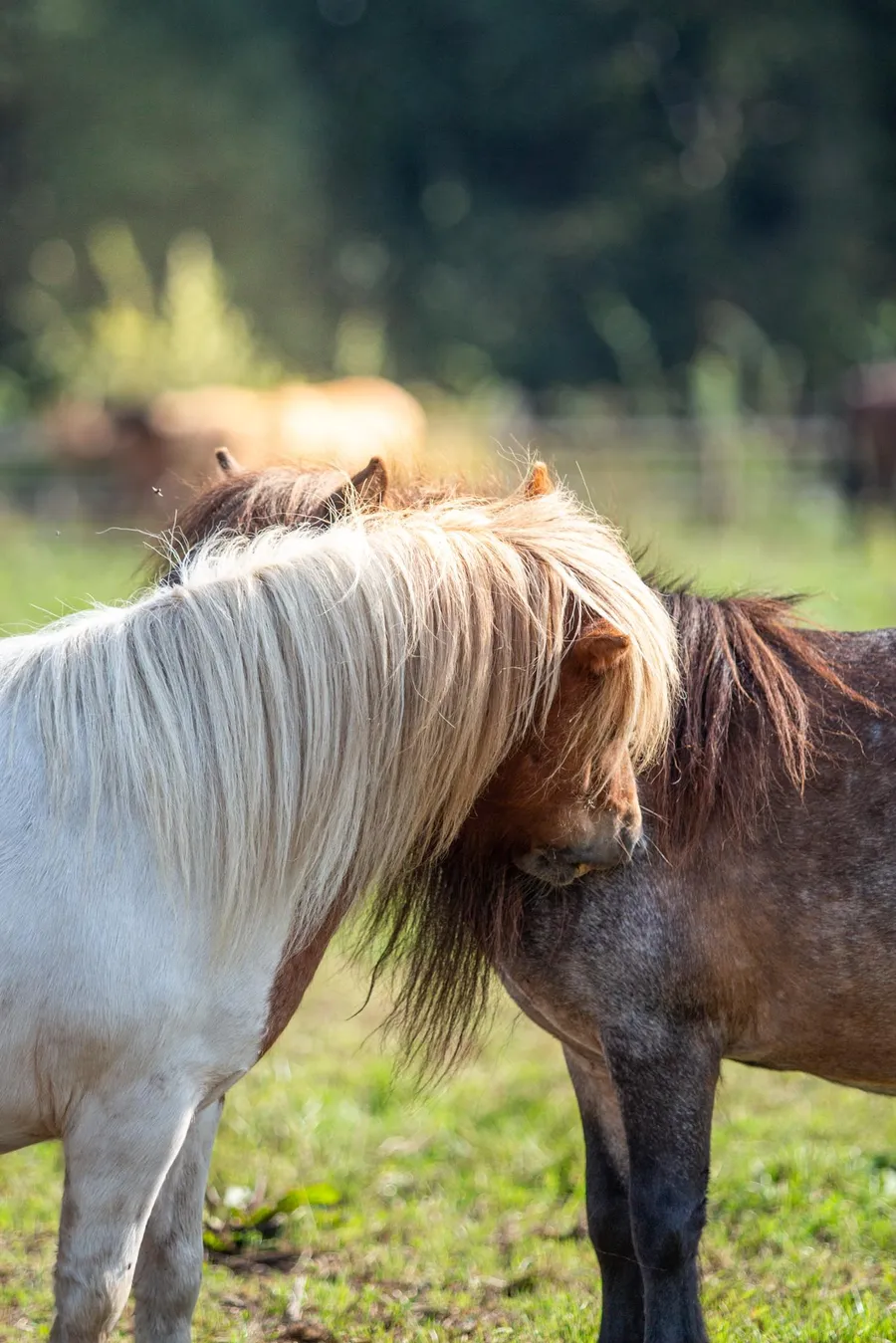 Twee paarden die elkaar opzoeken