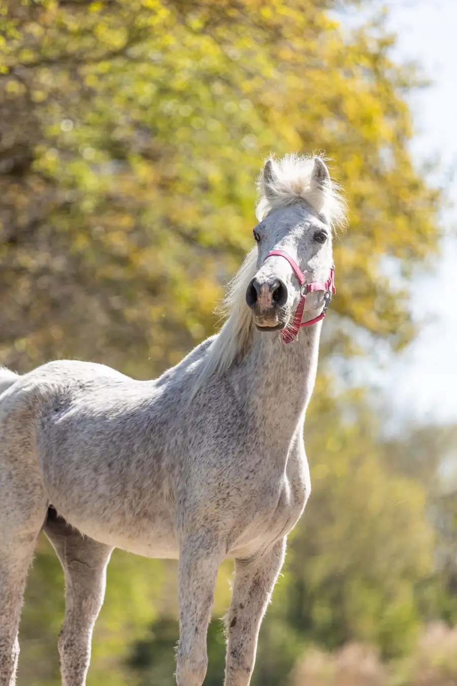 Één van de arabieren, helemaal opgebloeit en klaar voor een nieuw huisje.